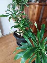 Juka oraz dracena