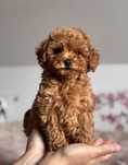 Poodle vermelho disponivel