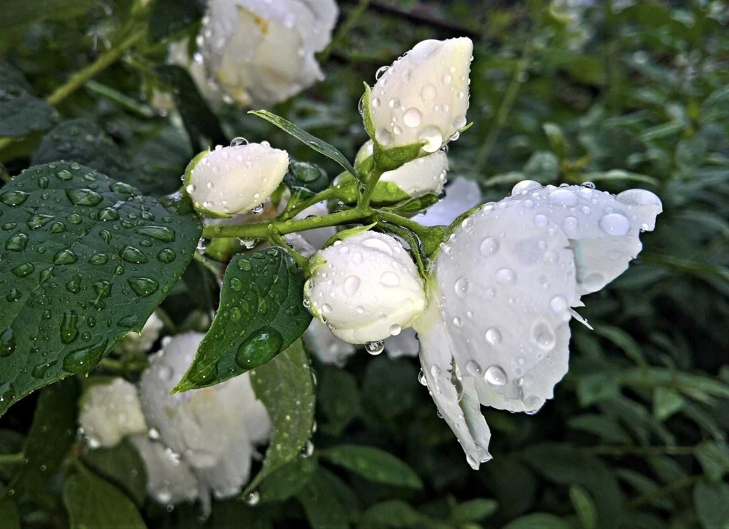Wosk zapachowy do kominków AROMMA Jaśmin i Lilia 2 sztabki x 45 g.