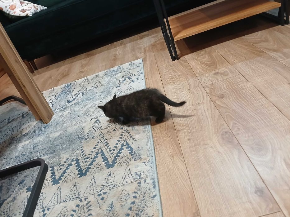 Śluczne kotki do oddania