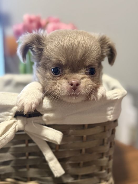 Chihuahua długowłosy piesek Rezerwacja