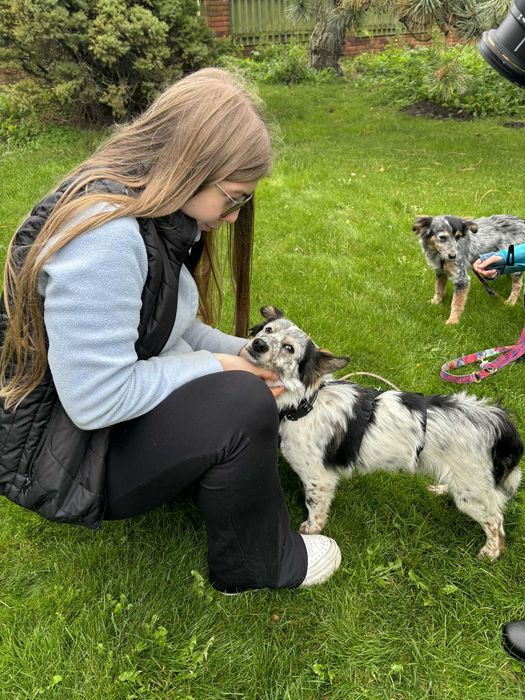 Dwa przecudne maluchy szczeniaki czekają na dom