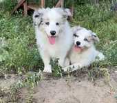 Border Collie zapowiedź miotu