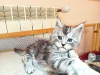 Maine Coon-kocurek po Championie
