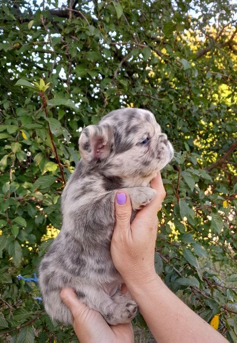 Блакитноока дівчинка флаффі