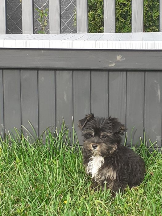 Yorkshire terrier