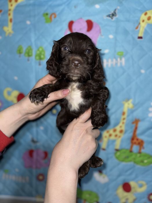 Кокерята різні окраси