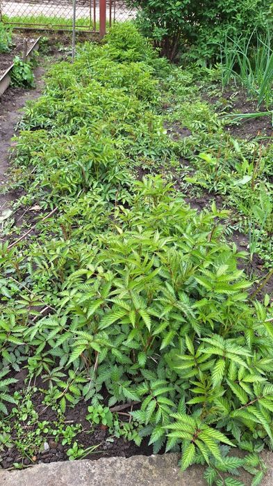 Саджанці мяо мяо  (Тібетьська малина)