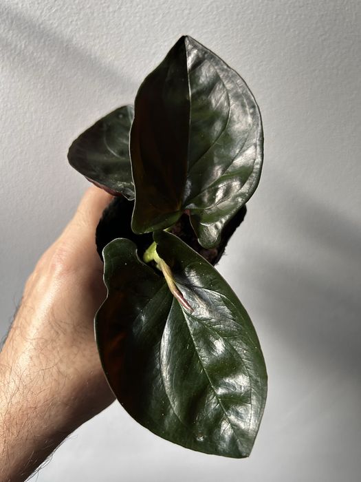 Syngonium Red Arrow