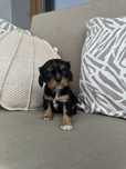 Cavalier King Charles Spaniel suczka black&tan