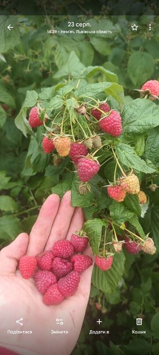 Саджанці малини  полана