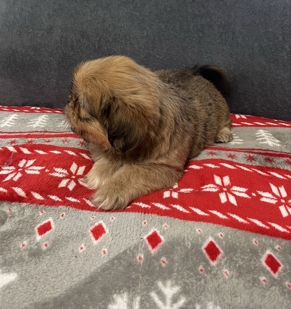 Shih tzu suczka