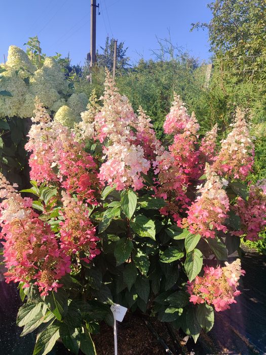 Гортензія волотиста