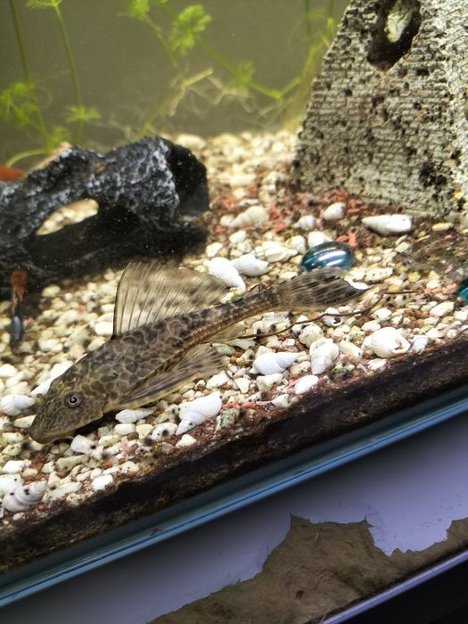 Peixe Pleco 10 Cm