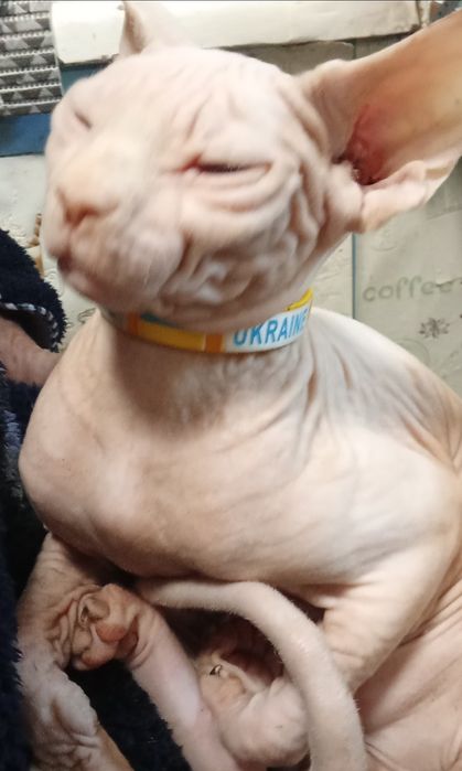 Канадский сфинкс