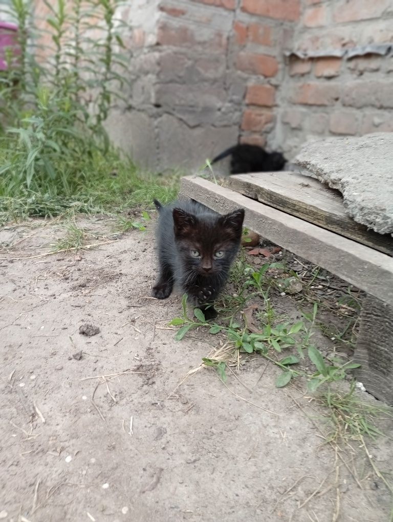 Віддам в добрі руки котиків