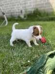 Jack Russell Terrier