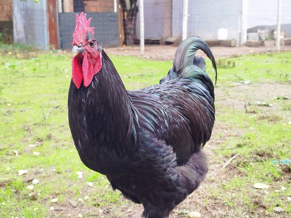 Casal Jersey gigante negro