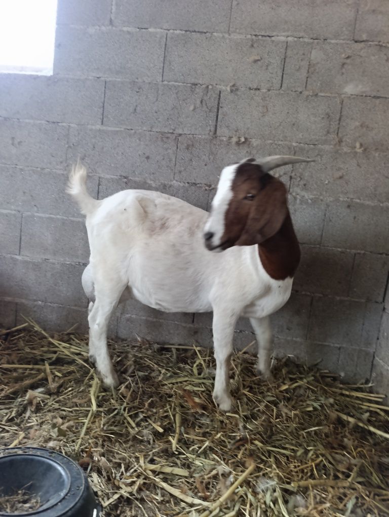 Vendo cabrita prenhas de raça Boer pura