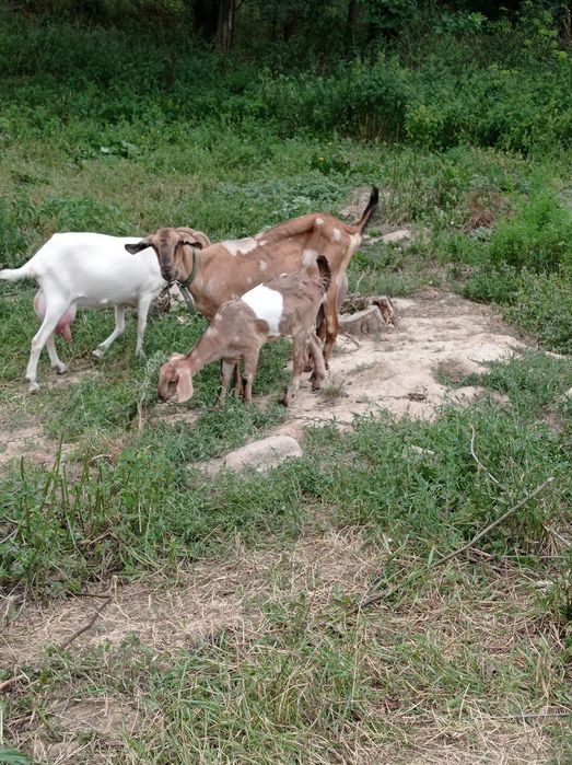 Козочка нубійської породи