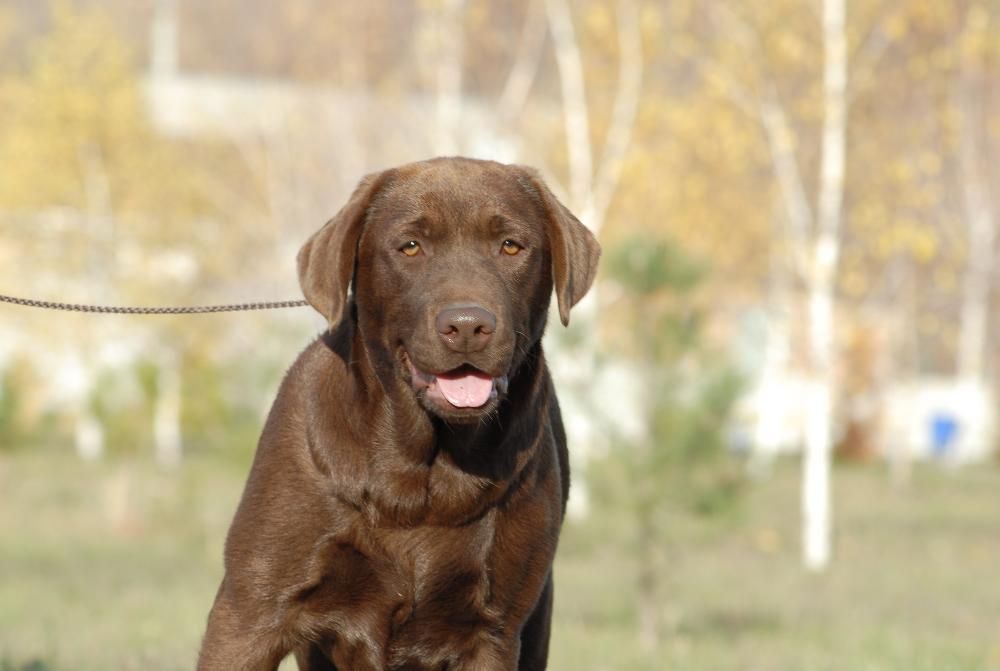 Шоколадная девочка породы лабрадор.