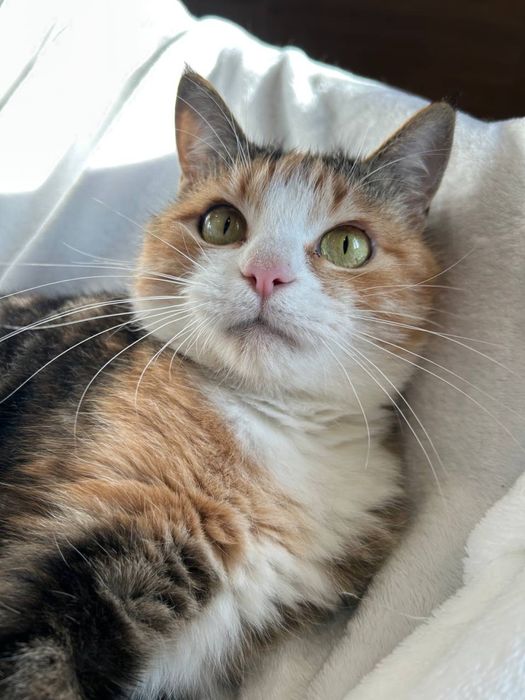 Волонтерська киця Маруся 2р. стерилізована. Шукає сімʼю!