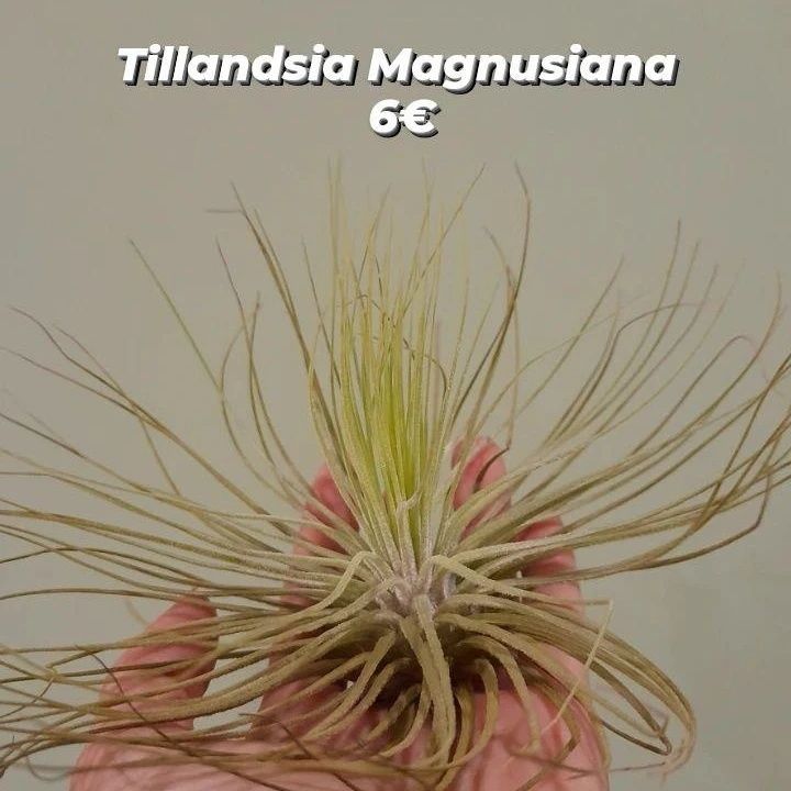 Plantas aéreas, tillandsias