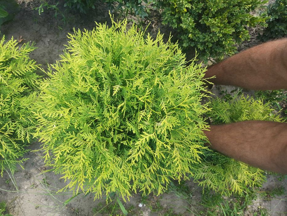 Ялівець Блю Ероу. Кипарис. ТУЯ МІККІ. Вічнозелені рослини. Туя Самшит