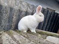 Продам кроликів породи НЗб