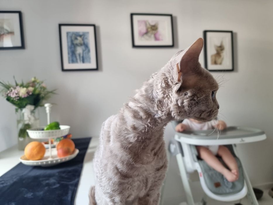 Devon Rex Kocur Reproduktor Liliowy