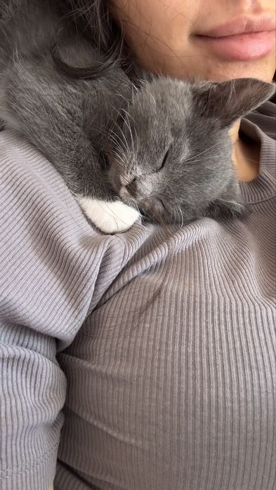 Отдам кошку в добрые руки !