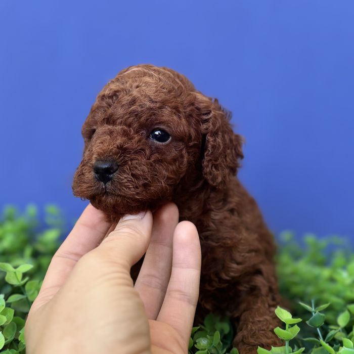 шикарний хлопчик у забарвленні RED BRAUN