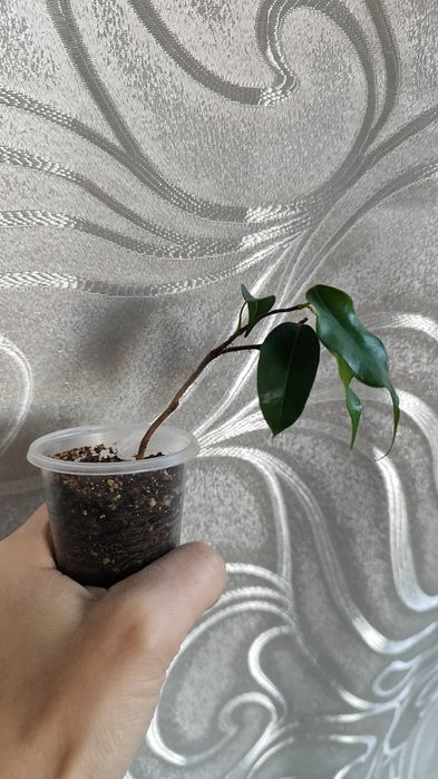 Продам Фикус  Вианди