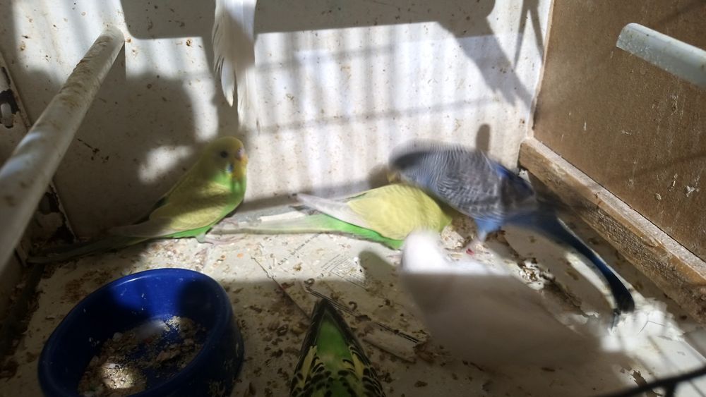 Piriquitos cor diversas