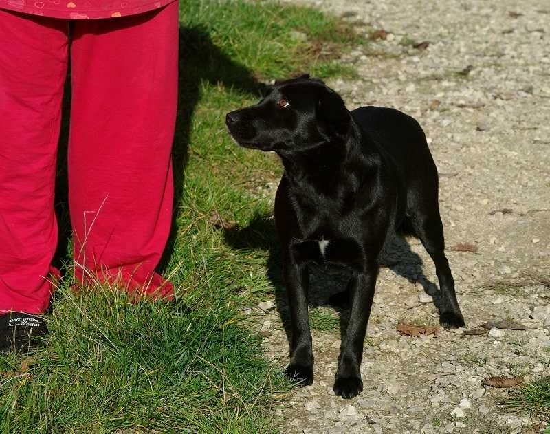 Z domu tymczasowego nieśmiała przytulaśna,średnia suczka KLUSIA