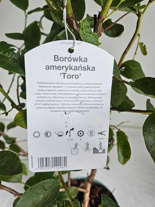 Borówka amerykańska XXL Toro 130cm C7 – krzew owocowy + nawóz gratis