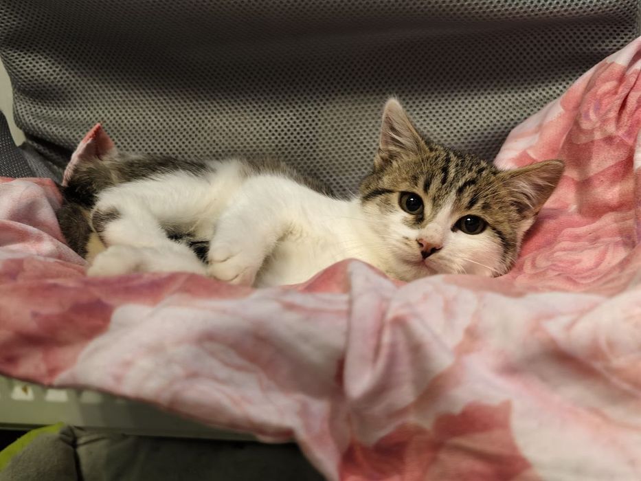 Кішечка, віком 3 місяці передана військовими