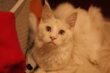 Cudny Kocurek Maine Coon Rudy srebrzysty Shaded Taylor