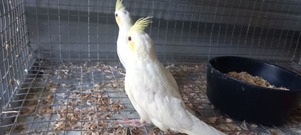 2 Caturras para acabar criar  à mão