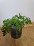 Geranium- anginka