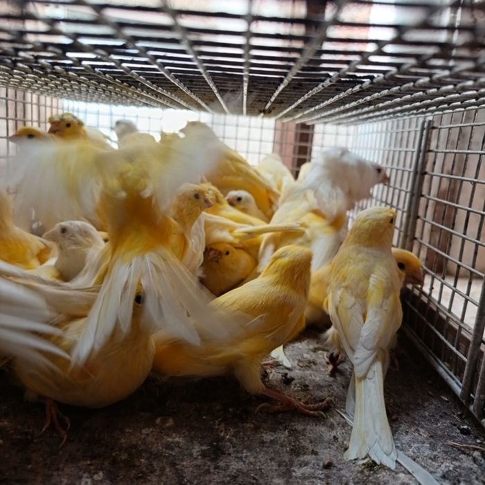 Vendo canários criados em viveiro