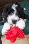 Bernedoodle Standard, Suczka, Rodzinna, Terapeutyczna
