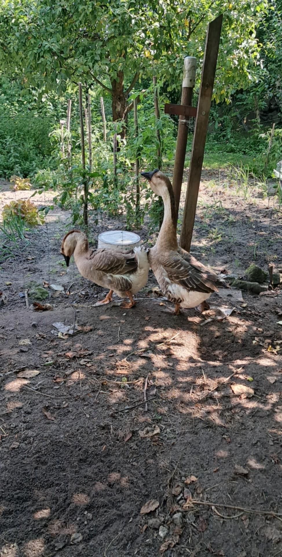 Para gęsi kubańskich, sprzedam gęś kubańska, gęś, gąsior