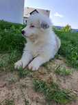 Border collie oddam w dobre rece