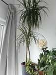 Kwiat 2 szt zywy Dracena ok 140cm