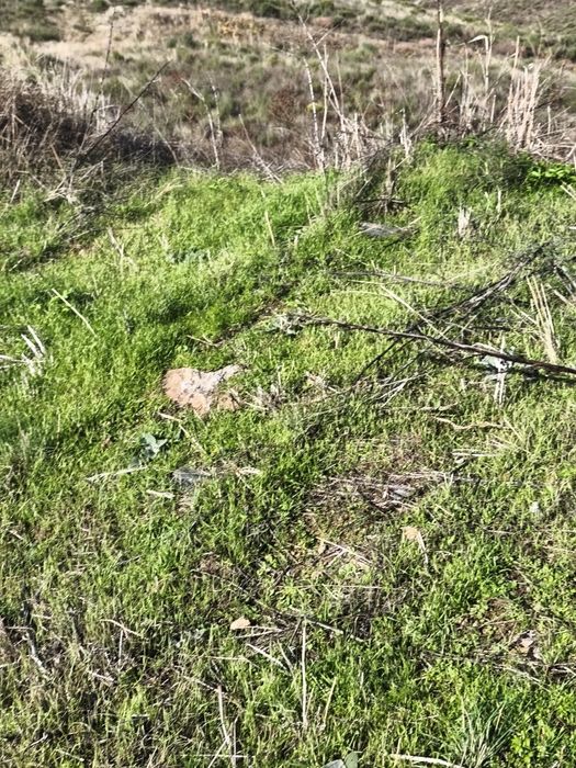 Terreno rústico em Moncorvo