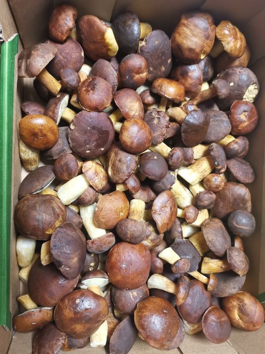 Suszone, pachnące podgrzybki z Puszczy Bydgoskiej