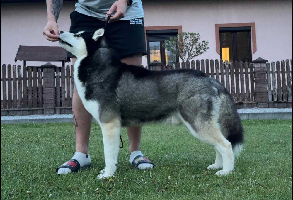 Szczenie piesek Siberian Husky,  samiec  odbiór grudzień  ZKwP/FCI