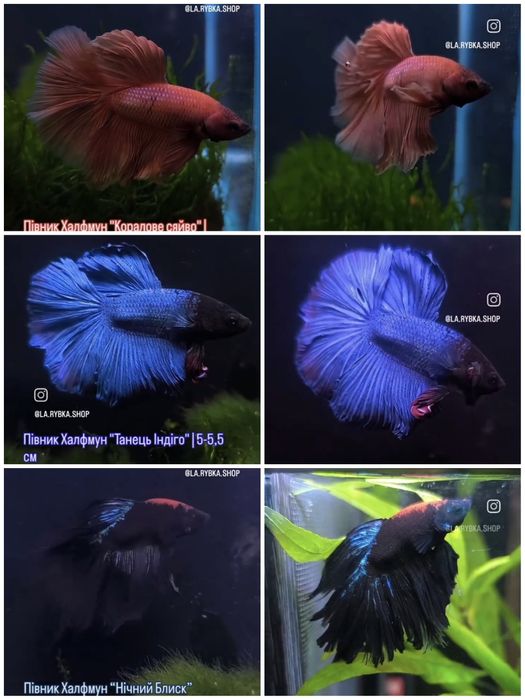 Рибка півник дамбо, халфмун, вуалевий