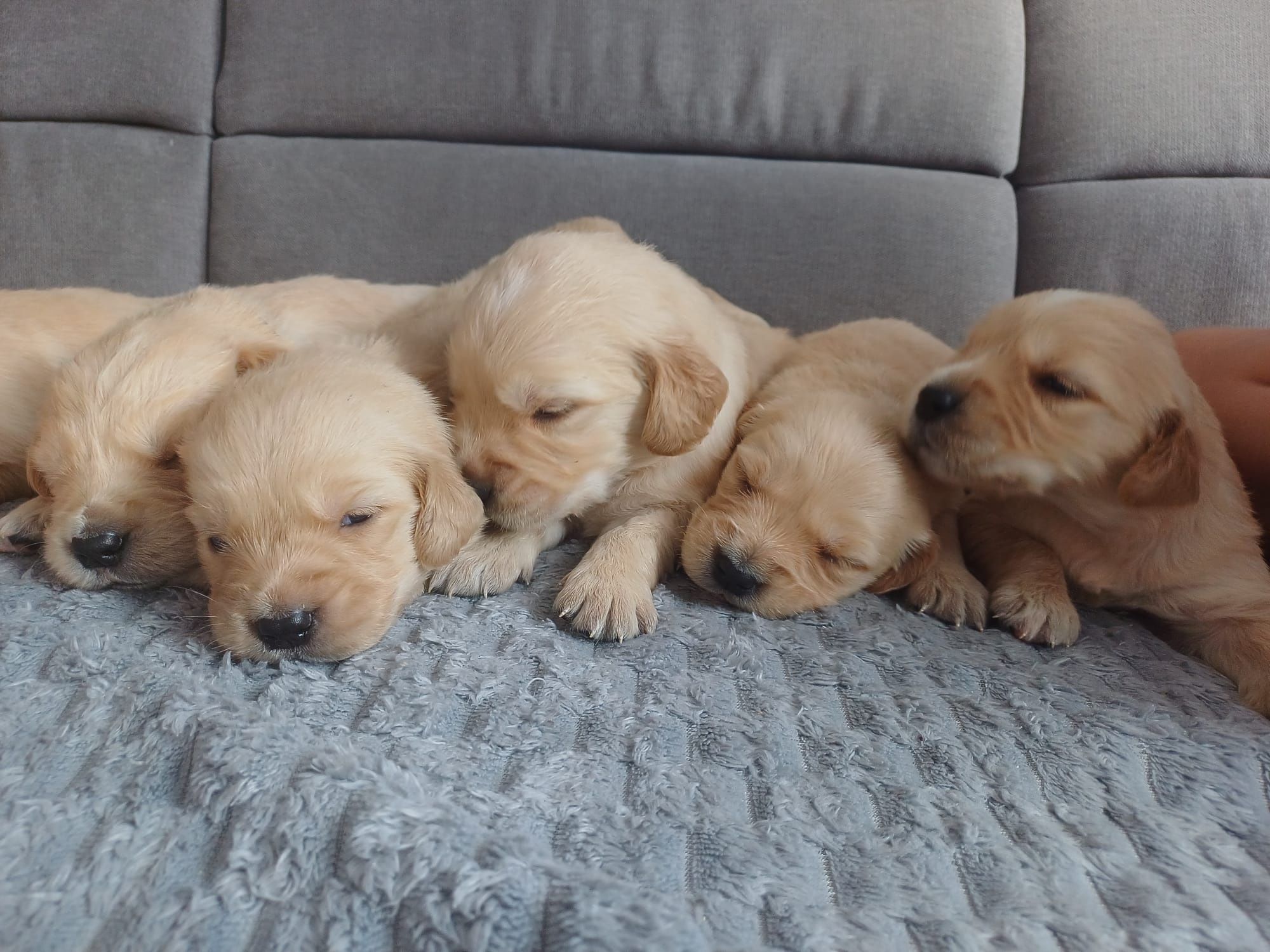 Golden Retriever  suczka